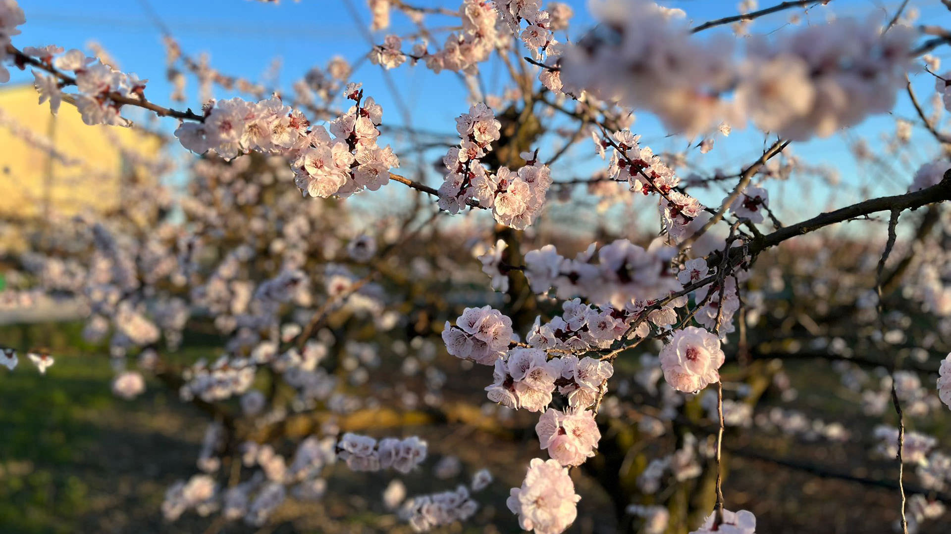 fiori