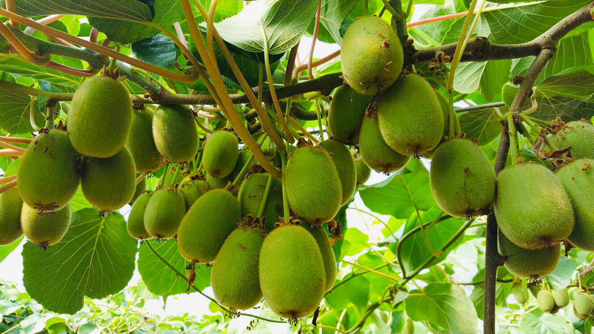 kiwi