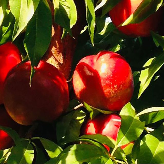 pesche https://www.farolfifruit.it/wp-content/uploads/2023/07/pesche-640x640.jpg