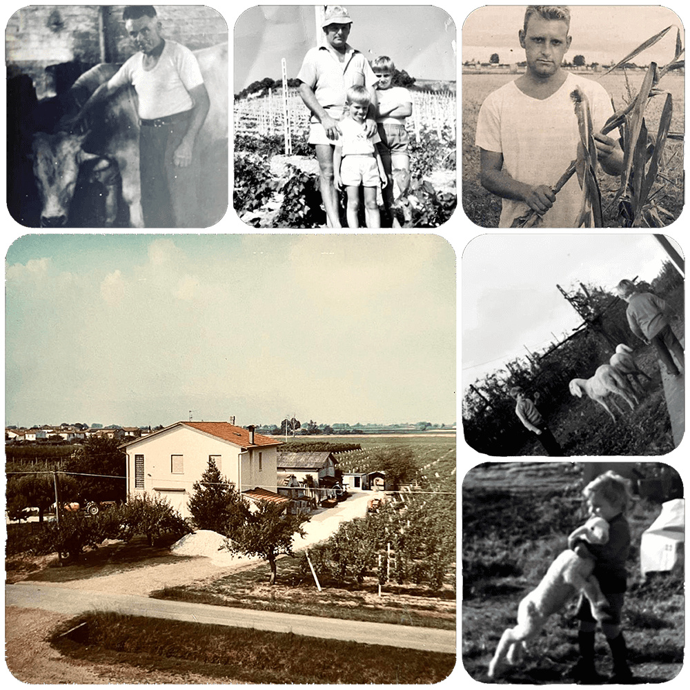 collage https://www.farolfifruit.it/wp-content/uploads/2024/02/collage.png
