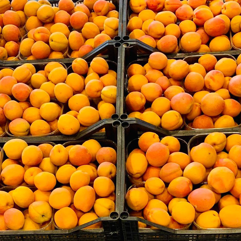 ALBICOCCHE imballaggio https://www.farolfifruit.it/wp-content/uploads/2024/04/ALBICOCCHE-imballaggio.jpg