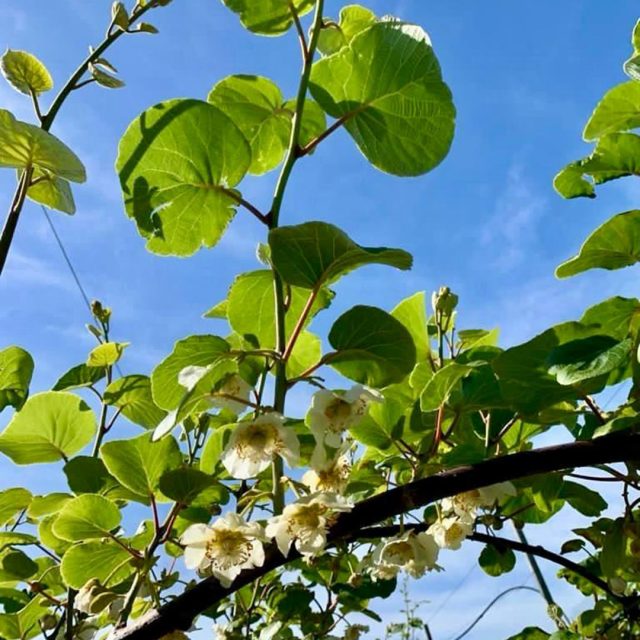 KIWI GIALLO_fioritura https://www.farolfifruit.it/wp-content/uploads/2024/04/KIWI-GIALLO_fioritura-640x640.jpg