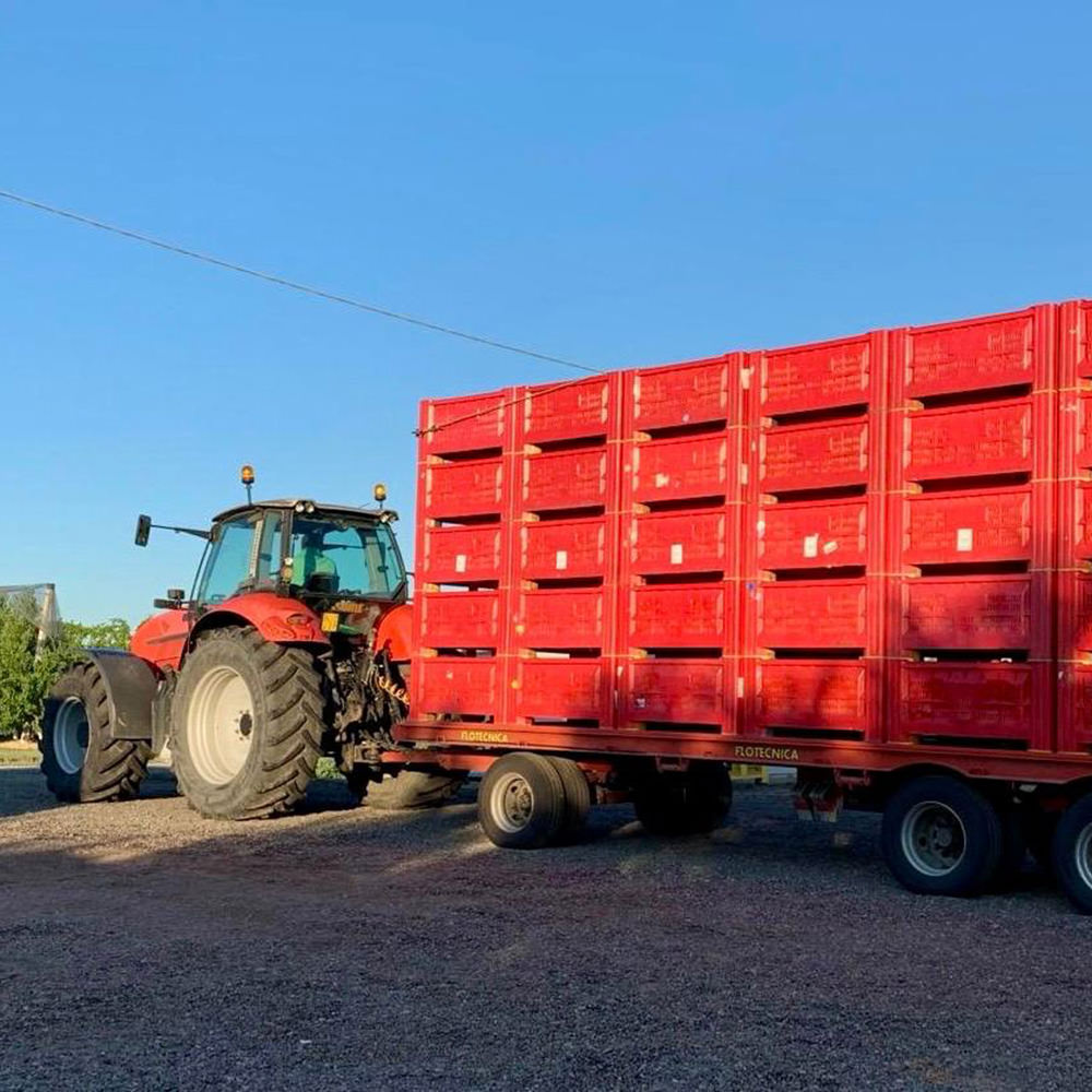 PESCHE DA INDUSTRIA_conferimento https://www.farolfifruit.it/wp-content/uploads/2024/04/PESCHE-DA-INDUSTRIA_conferimento.jpg
