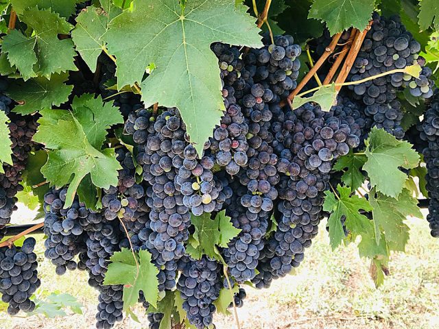 VITE_1-maturazione https://www.farolfifruit.it/wp-content/uploads/2024/04/VITE_1-maturazione-640x480.jpg