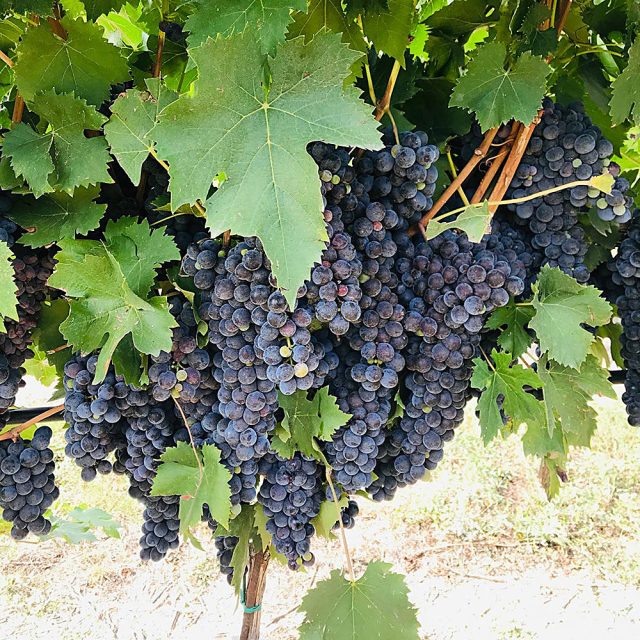 VITE_1-maturazione https://www.farolfifruit.it/wp-content/uploads/2024/04/VITE_1-maturazione-640x640.jpg