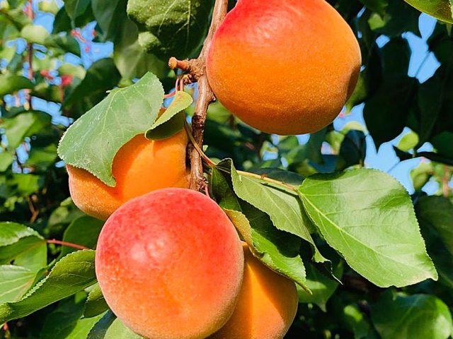 albicocche_1 https://www.farolfifruit.it/wp-content/uploads/2024/04/albicocche_1-640x480.jpg