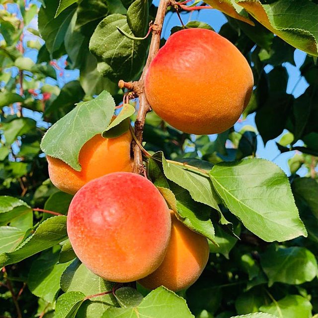 albicocche_1 https://www.farolfifruit.it/wp-content/uploads/2024/04/albicocche_1-640x640.jpg