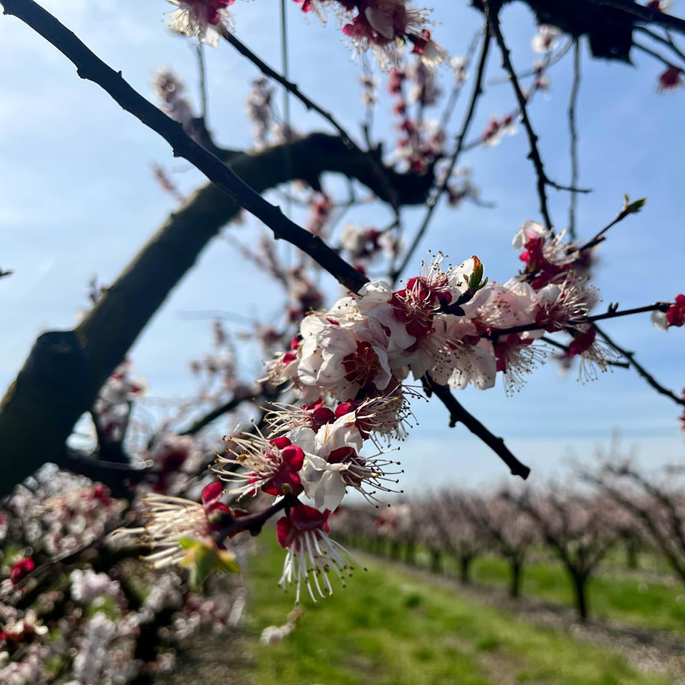 albicocche_fioritura https://www.farolfifruit.it/wp-content/uploads/2024/04/albicocche_fioritura.jpg