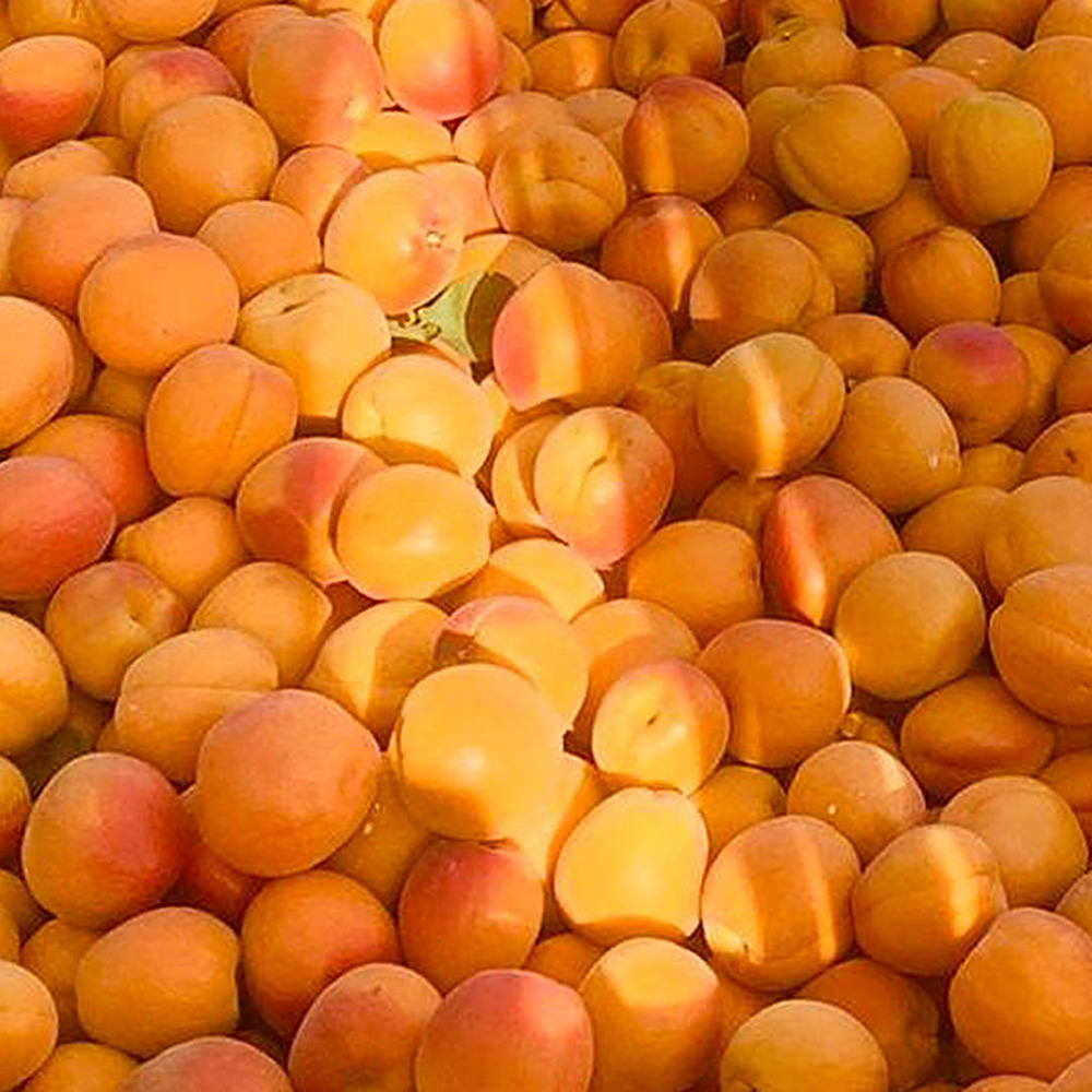 albicocche_raccolta https://www.farolfifruit.it/wp-content/uploads/2024/04/albicocche_raccolta.jpg
