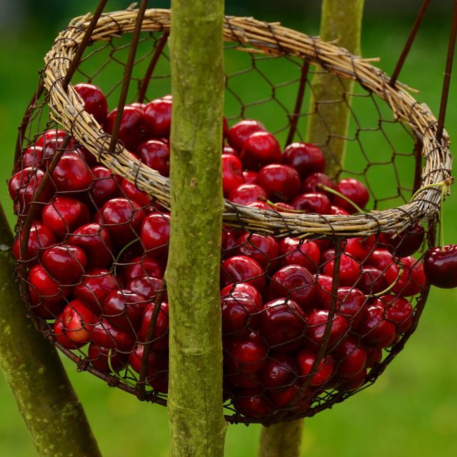 cherries-1503974_1920 https://www.farolfifruit.it/wp-content/uploads/2024/04/cherries-1503974_1920-640x640.jpg