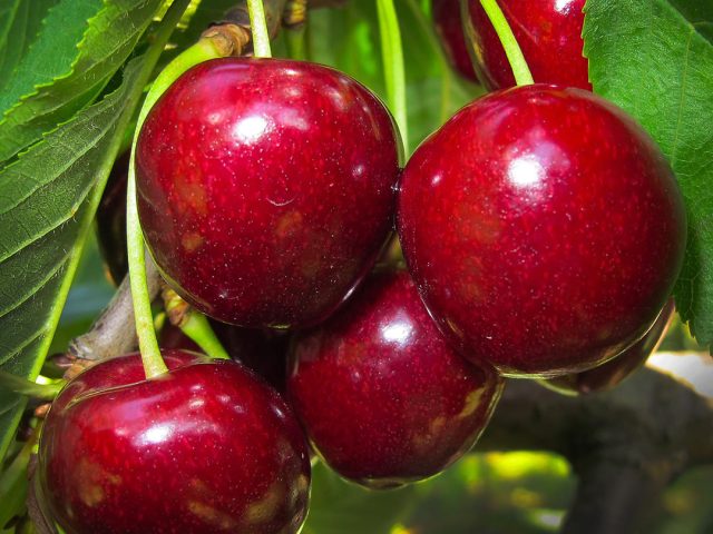 cherry-2425396_1920 https://www.farolfifruit.it/wp-content/uploads/2024/04/cherry-2425396_1920-640x480.jpg