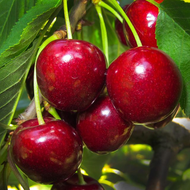 cherry-2425396_1920 https://www.farolfifruit.it/wp-content/uploads/2024/04/cherry-2425396_1920-640x640.jpg