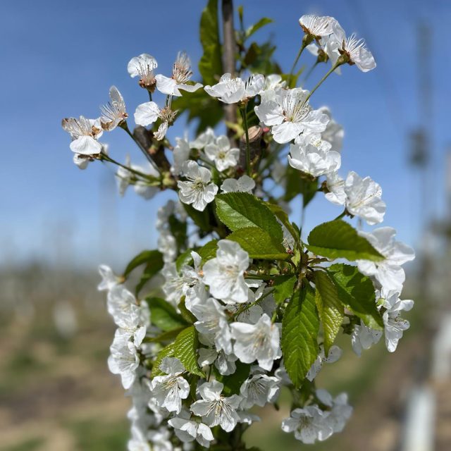 ciliegie_fioritura https://www.farolfifruit.it/wp-content/uploads/2024/04/ciliegie_fioritura-640x640.jpg