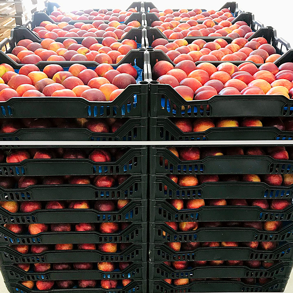 confezionamento https://www.farolfifruit.it/wp-content/uploads/2024/04/confezionamento.jpg