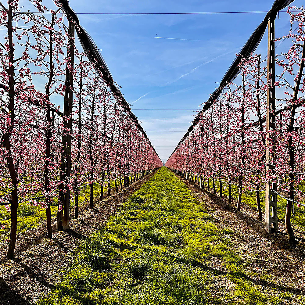 fioritura https://www.farolfifruit.it/wp-content/uploads/2024/04/fioritura.jpg
