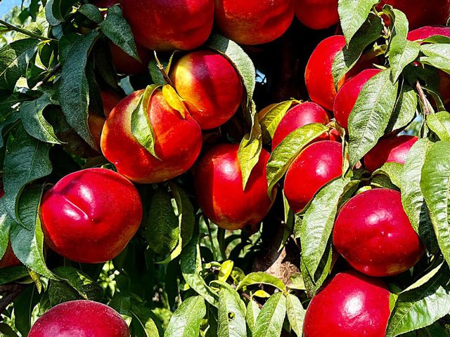 foto1-maturazione https://www.farolfifruit.it/wp-content/uploads/2024/04/foto1-maturazione-640x480.jpg