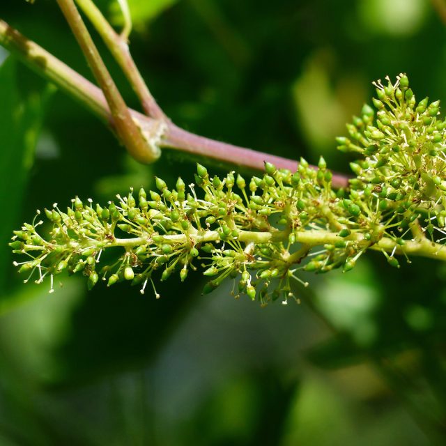 grapevine-167245_1920 https://www.farolfifruit.it/wp-content/uploads/2024/04/grapevine-167245_1920-640x640.jpg