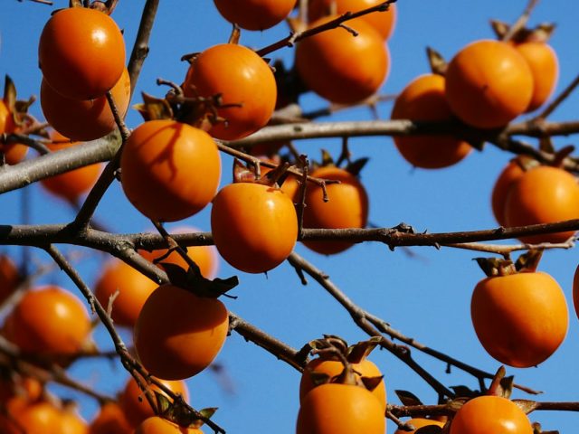kaki-varieta https://www.farolfifruit.it/wp-content/uploads/2024/04/kaki-varieta-640x480.jpg