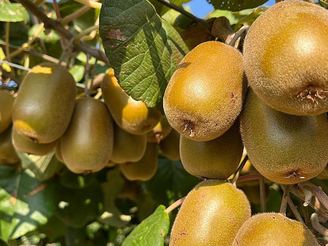kiwi-g-1 https://www.farolfifruit.it/wp-content/uploads/2024/04/kiwi-g-1-640x480.jpg