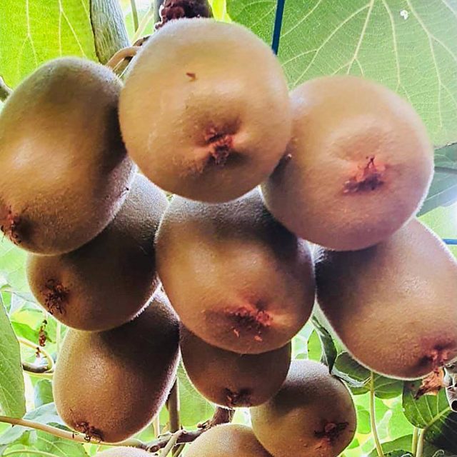 kiwi-g-maturazione https://www.farolfifruit.it/wp-content/uploads/2024/04/kiwi-g-maturazione-640x640.jpg