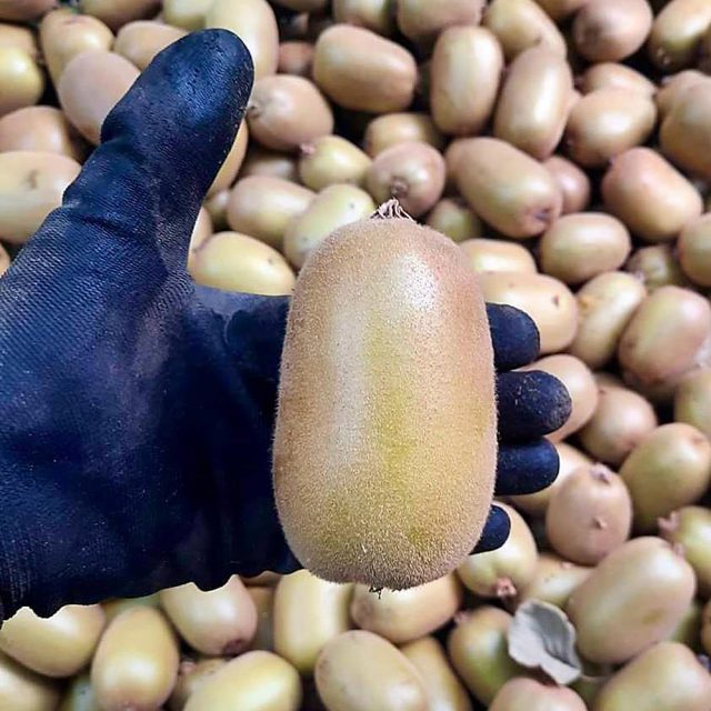 kiwi-g-raccolta https://www.farolfifruit.it/wp-content/uploads/2024/04/kiwi-g-raccolta-640x640.jpg