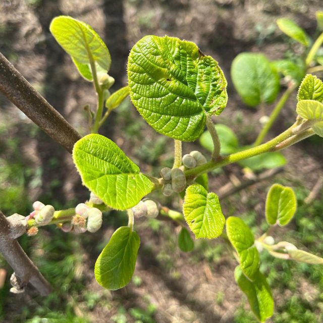 kiwi-v-fioritura https://www.farolfifruit.it/wp-content/uploads/2024/04/kiwi-v-fioritura-640x640.jpg