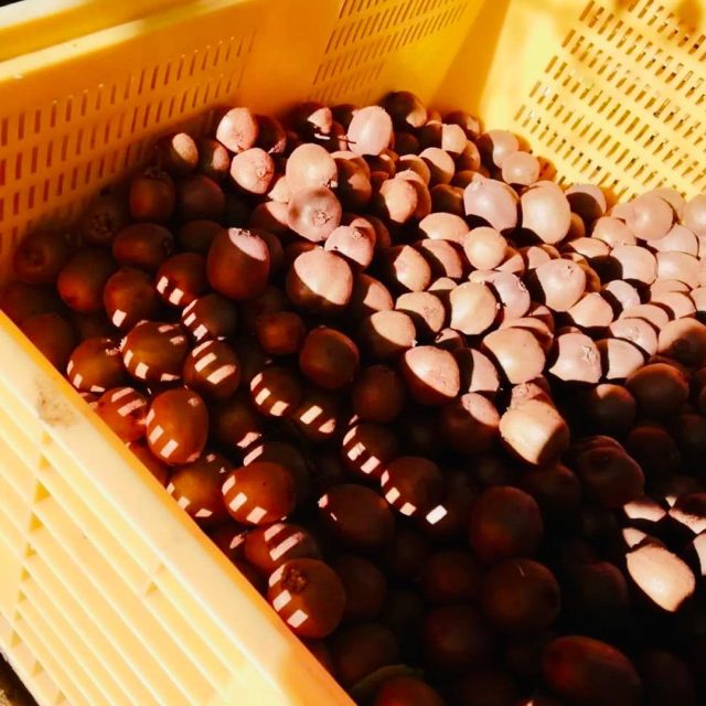 kiwi-v-raccolta https://www.farolfifruit.it/wp-content/uploads/2024/04/kiwi-v-raccolta-640x640.jpg