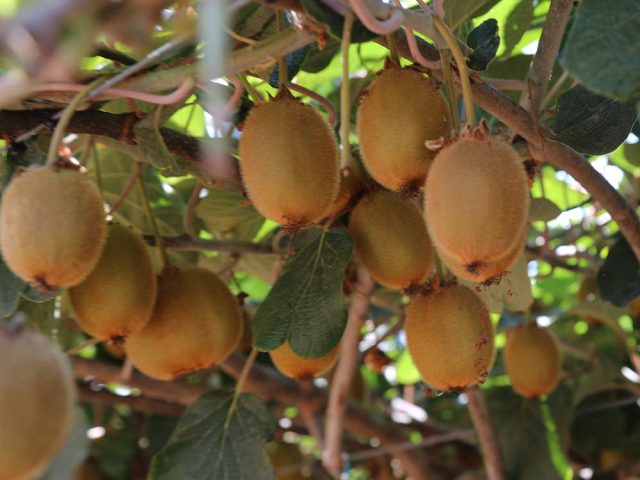 kiwi-verde-varieta https://www.farolfifruit.it/wp-content/uploads/2024/04/kiwi-verde-varieta-640x480.jpg