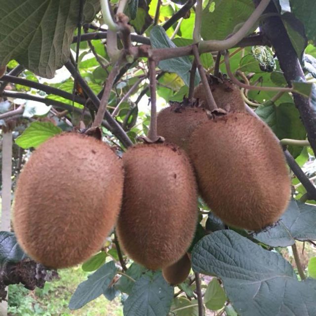 maturazione kiwi verde https://www.farolfifruit.it/wp-content/uploads/2024/04/maturazione-kiwi-verde-640x640.jpg