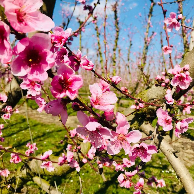 nett-bianche-fioritura https://www.farolfifruit.it/wp-content/uploads/2024/04/nett-bianche-fioritura-640x640.jpg