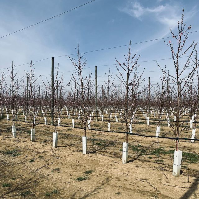 nett-bianche-potatura https://www.farolfifruit.it/wp-content/uploads/2024/04/nett-bianche-potatura-640x640.jpg