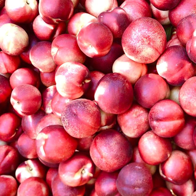 nett-bianche-raccolta https://www.farolfifruit.it/wp-content/uploads/2024/04/nett-bianche-raccolta-640x640.jpg