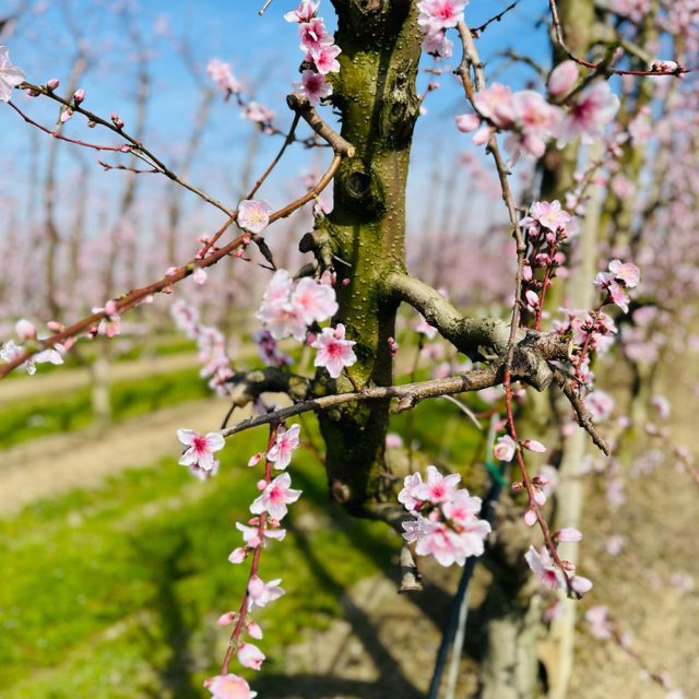 pesche-industria-fioritura https://www.farolfifruit.it/wp-content/uploads/2024/04/pesche-industria-fioritura-640x640.jpg