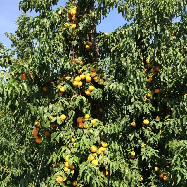 pesche-industria-maturazione https://www.farolfifruit.it/wp-content/uploads/2024/04/pesche-industria-maturazione-640x640.jpg