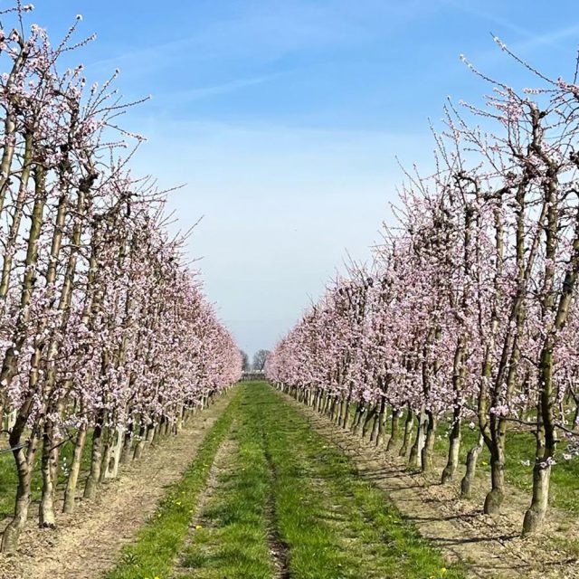 pesche industria potatura https://www.farolfifruit.it/wp-content/uploads/2024/04/pesche-industria-potatura-640x640.jpg