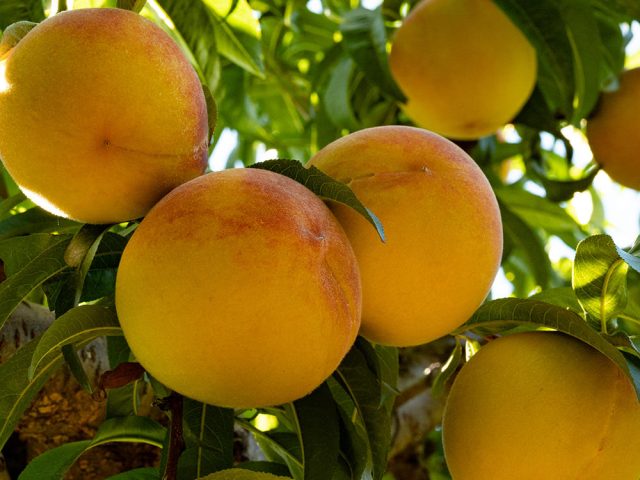 peaches on a tree peaches on a tree ready to harvest