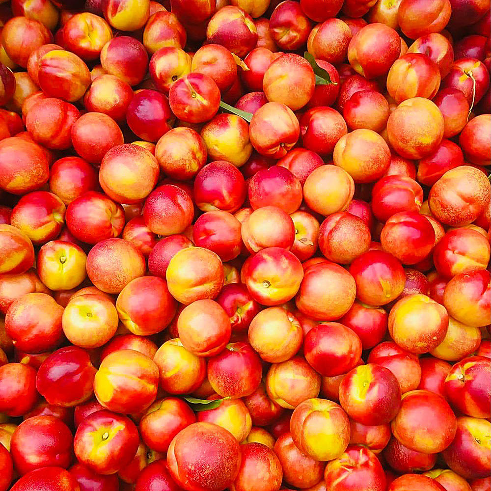 raccolta https://www.farolfifruit.it/wp-content/uploads/2024/04/raccolta.jpg