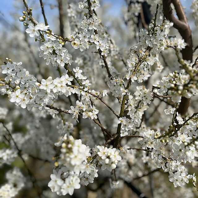 susine-fioritura https://www.farolfifruit.it/wp-content/uploads/2024/04/susine-fioritura-640x640.jpg