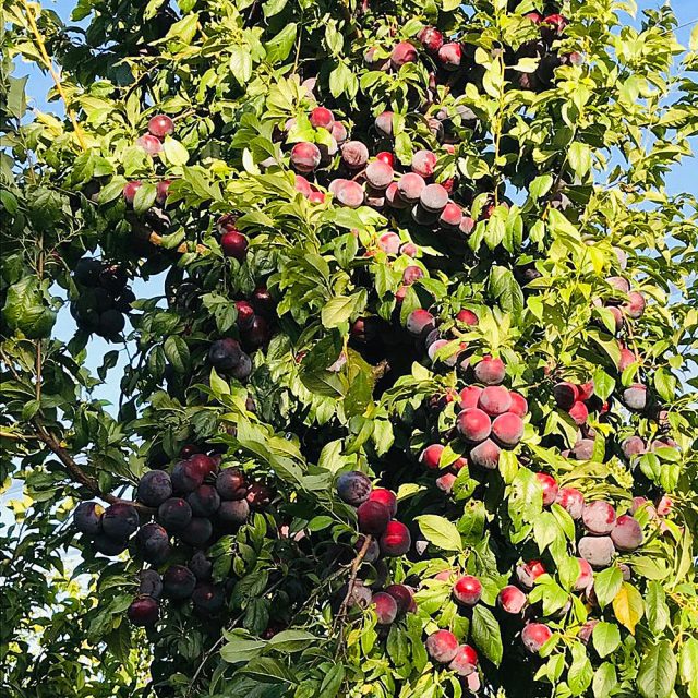 susine-maturazione https://www.farolfifruit.it/wp-content/uploads/2024/04/susine-maturazione-640x640.jpg
