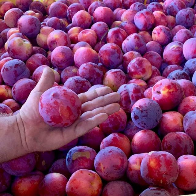 susine-raccolta https://www.farolfifruit.it/wp-content/uploads/2024/04/susine-raccolta-640x640.jpg