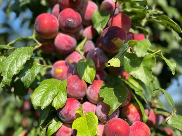 susine varieta https://www.farolfifruit.it/wp-content/uploads/2024/04/susine-varieta-640x480.jpg