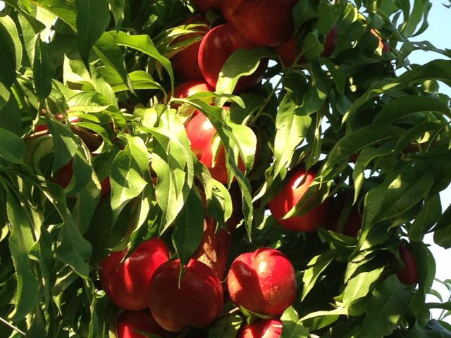 varieta-maturazione-nett-bianche https://www.farolfifruit.it/wp-content/uploads/2024/04/varieta-maturazione-nett-bianche-640x480.jpg