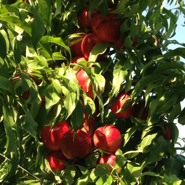 varieta-maturazione-nett-bianche https://www.farolfifruit.it/wp-content/uploads/2024/04/varieta-maturazione-nett-bianche-640x640.jpg